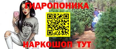 шишки Изобильный